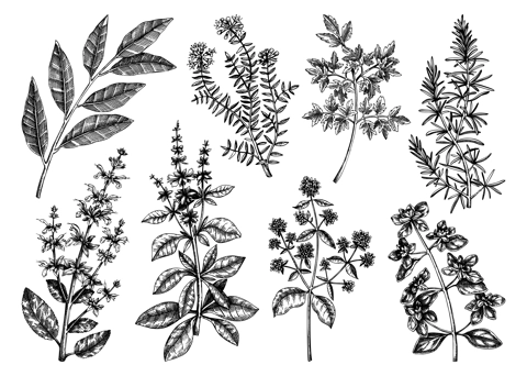 Vector collection of typical herbs and spices for Italian cuisine. Hand-sketched kitchen herbal plants illustration. Aromatic food cooking ingredients collection. Hand drawn herbs set.
